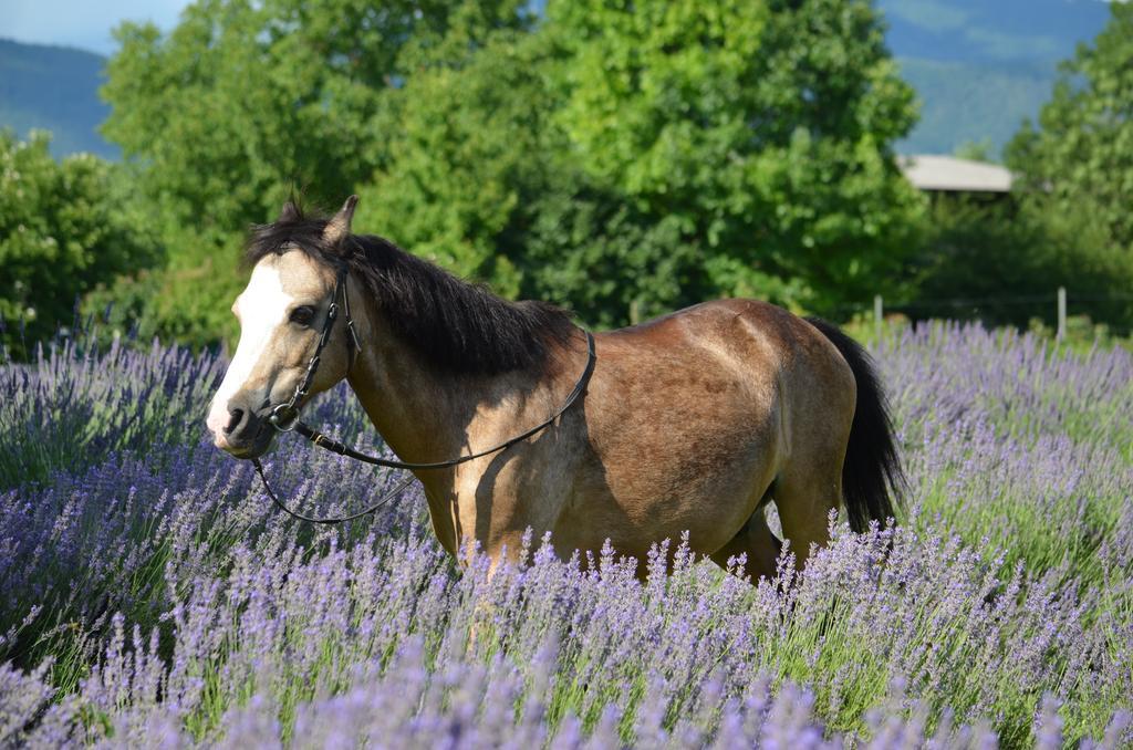 Agriturismo Domus Magna Povoletto Eksteriør bilde