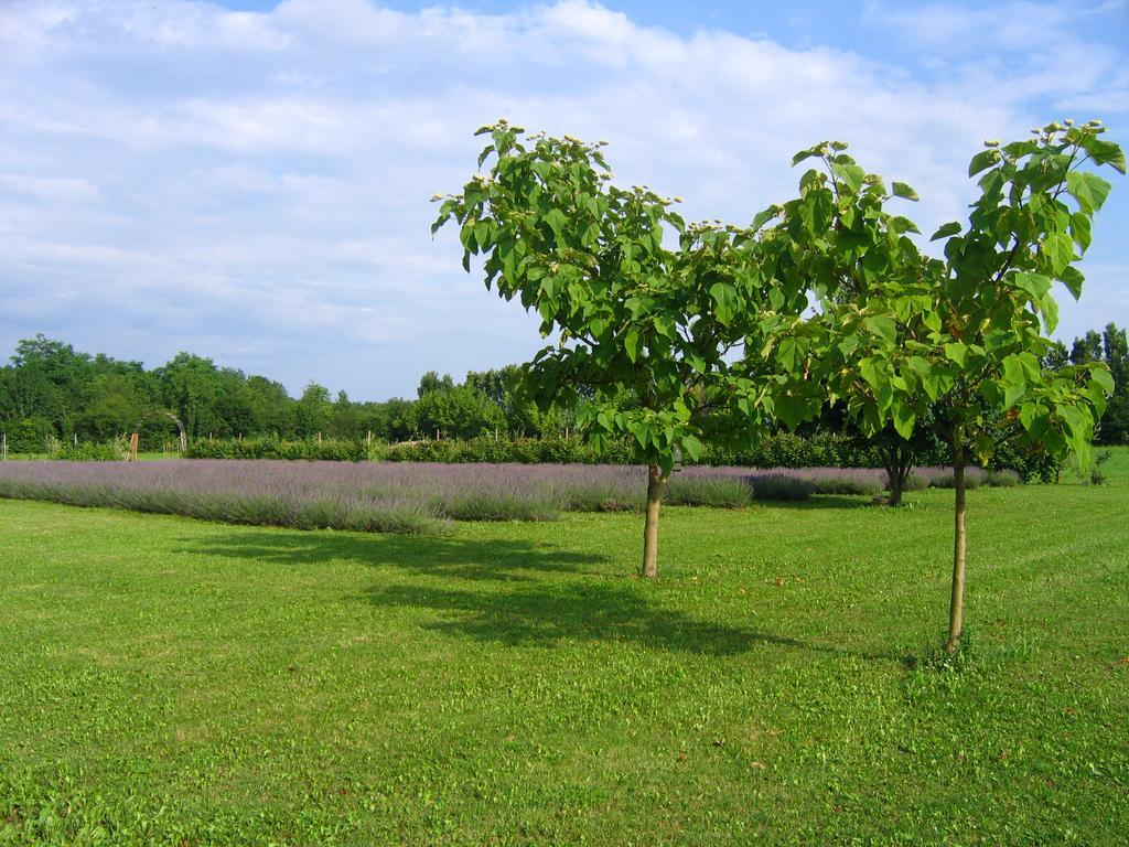 Agriturismo Domus Magna Povoletto Eksteriør bilde